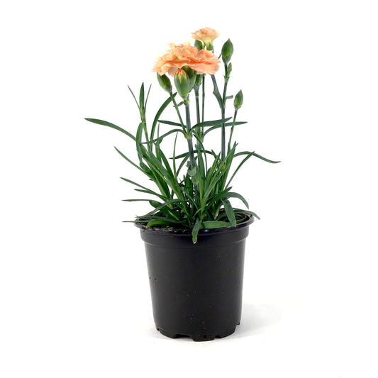 Potted Annual, 4in, Carnation - Floral Acres Greenhouse & Garden Centre