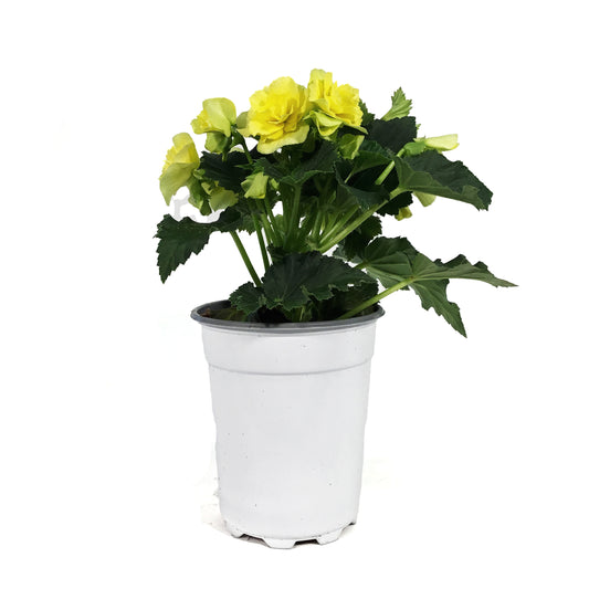 Annual, 5in, Begonia