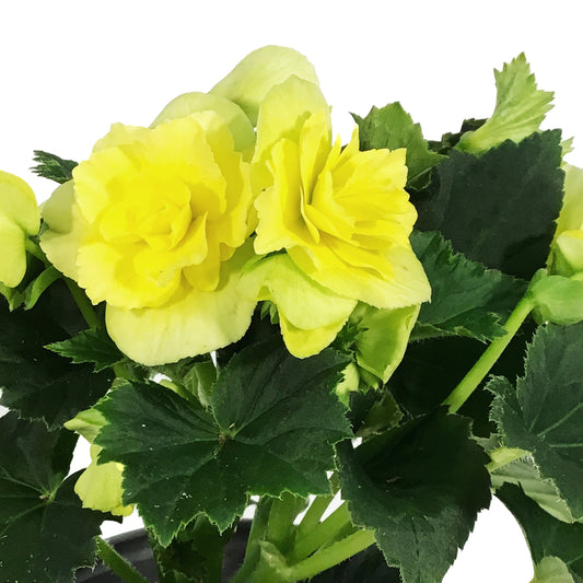 Annual, 5in, Begonia