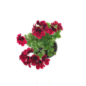 Potted Annual, 5in, Geranium - Floral Acres Greenhouse & Garden Centre