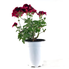 Load image into Gallery viewer, Potted Annual, 5in, Geranium - Floral Acres Greenhouse &amp; Garden Centre
