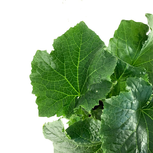 Vegetable, 1gal, Cucumber - Floral Acres Greenhouse & Garden Centre
