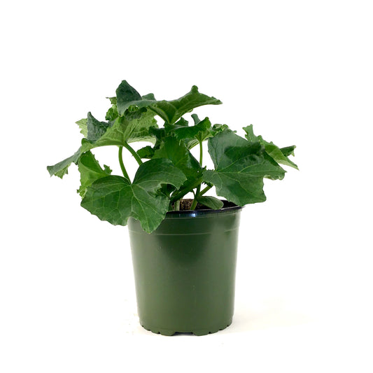 Vegetable, 1gal, Cucumber - Floral Acres Greenhouse & Garden Centre