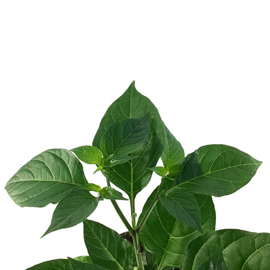 Vegetable, 1gal, Pepper - Floral Acres Greenhouse & Garden Centre