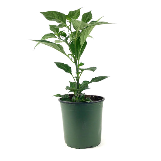 Vegetable, 1gal, Pepper - Floral Acres Greenhouse & Garden Centre