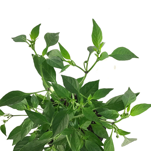 Vegetable, 1gal, Chili Pepper - Floral Acres Greenhouse & Garden Centre