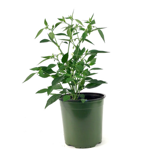 Vegetable, 1gal, Chili Pepper - Floral Acres Greenhouse & Garden Centre
