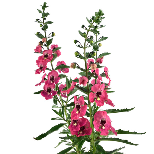 Potted Annual, 5in, Angelonia - Floral Acres Greenhouse & Garden Centre