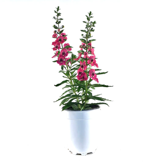 Potted Annual, 5in, Angelonia - Floral Acres Greenhouse & Garden Centre