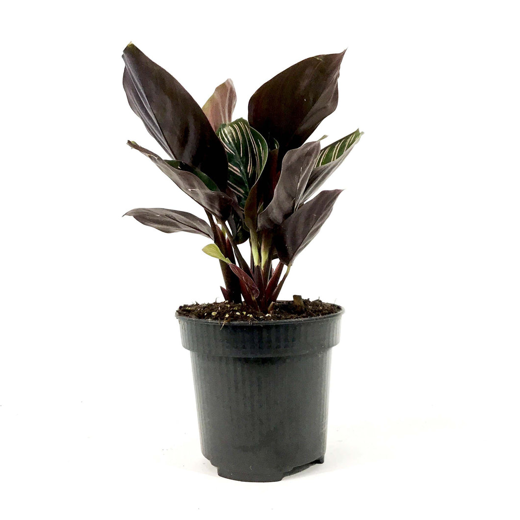 Calathea, 4in, Ornata