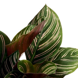 Calathea, 4in, Ornata