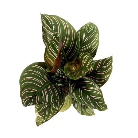 Calathea, 4in, Ornata