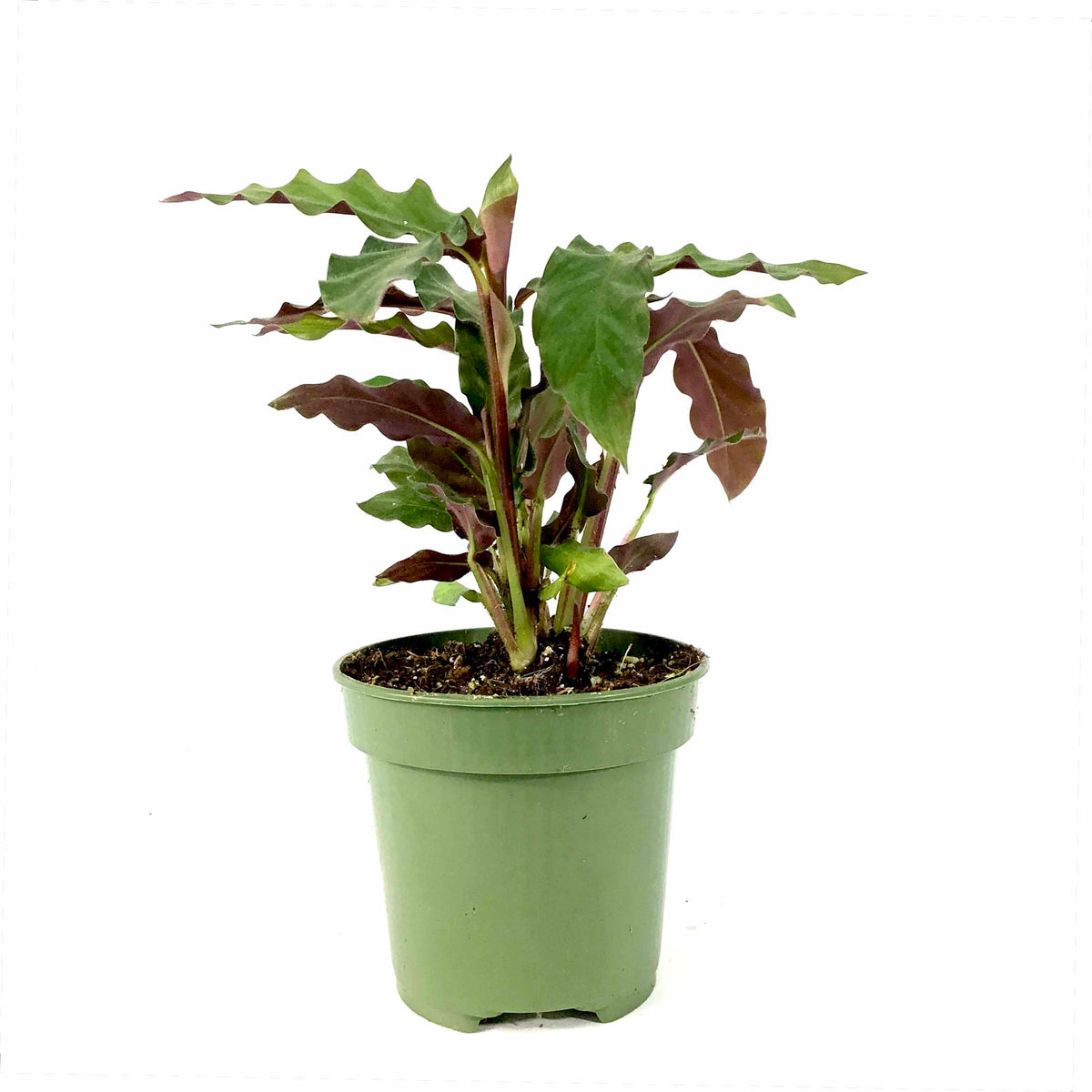 Calathea, 4in, Rufibarba Velvet - Floral Acres Greenhouse & Garden Centre
