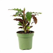 Load image into Gallery viewer, Calathea, 4in, Rufibarba Velvet - Floral Acres Greenhouse &amp; Garden Centre
