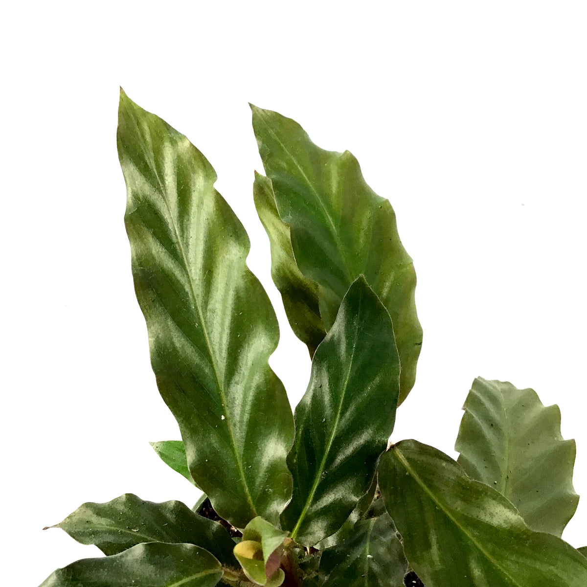 Calathea, 4in, Rufibarba Velvet - Floral Acres Greenhouse & Garden Centre