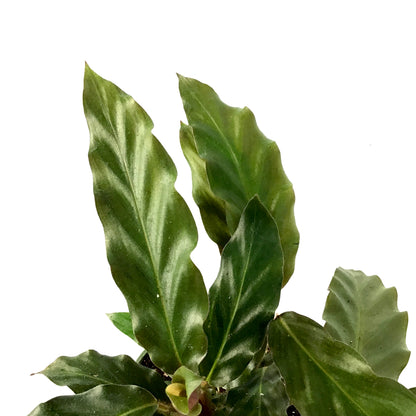 Calathea, 4in, Rufibarba Velvet - Floral Acres Greenhouse & Garden Centre