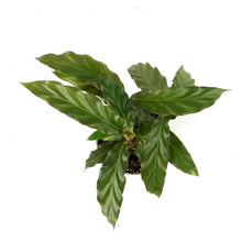 Load image into Gallery viewer, Calathea, 4in, Rufibarba Velvet - Floral Acres Greenhouse &amp; Garden Centre

