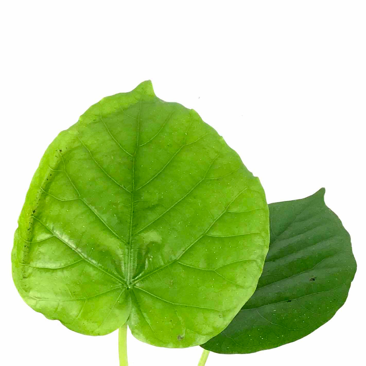 Ficus, 4in, Umbellatta - Floral Acres Greenhouse & Garden Centre