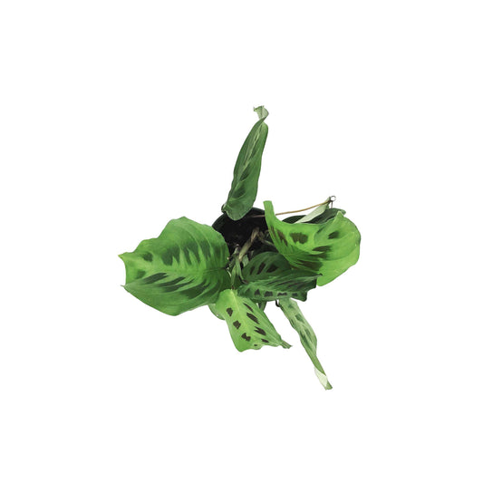 Maranta, 4in, Green