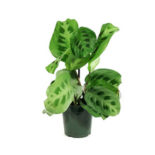 Load image into Gallery viewer, Maranta, 4in, Green
