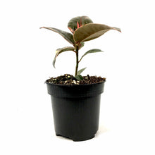 Load image into Gallery viewer, Ficus, 4in, Ruby - Floral Acres Greenhouse &amp; Garden Centre
