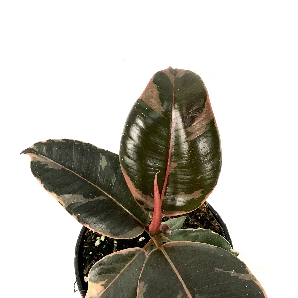 Ficus, 4in, Ruby - Floral Acres Greenhouse & Garden Centre