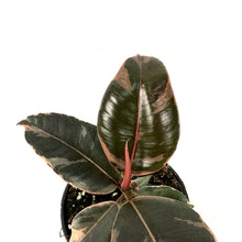 Load image into Gallery viewer, Ficus, 4in, Ruby - Floral Acres Greenhouse &amp; Garden Centre
