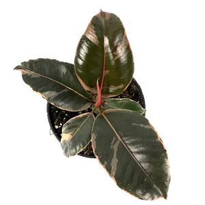 Ficus, 4in, Ruby - Floral Acres Greenhouse & Garden Centre