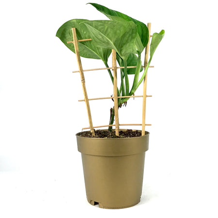 Monstera, 7.5in, Pinnatipartita - Floral Acres Greenhouse & Garden Centre
