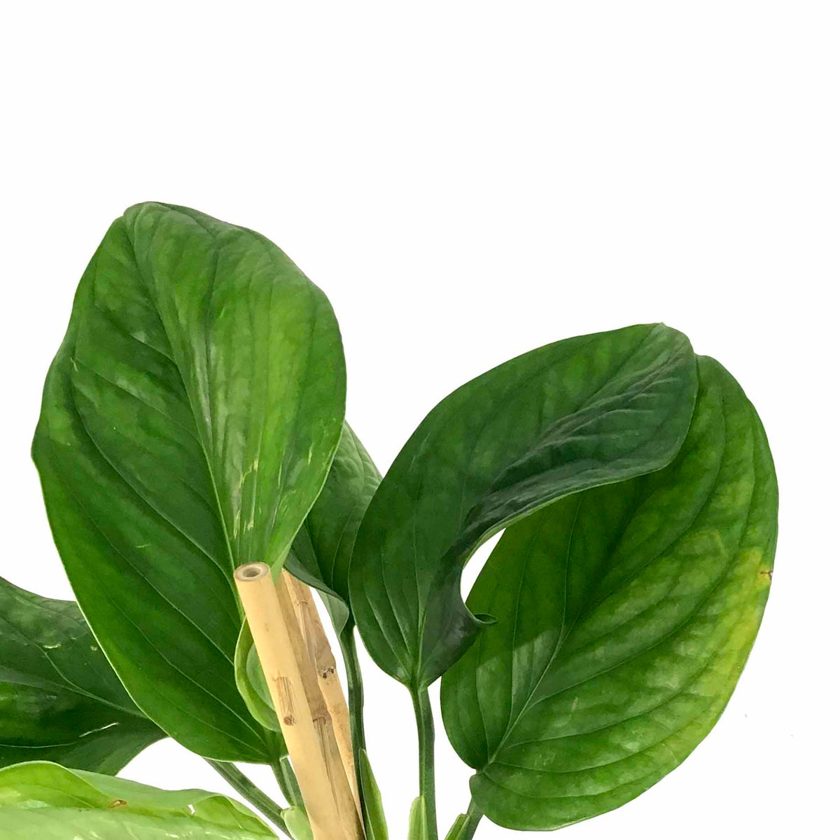 Monstera, 7.5in, Pinnatipartita - Floral Acres Greenhouse & Garden Centre