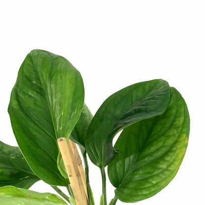 Monstera, 7.5in, Pinnatipartita - Floral Acres Greenhouse & Garden Centre
