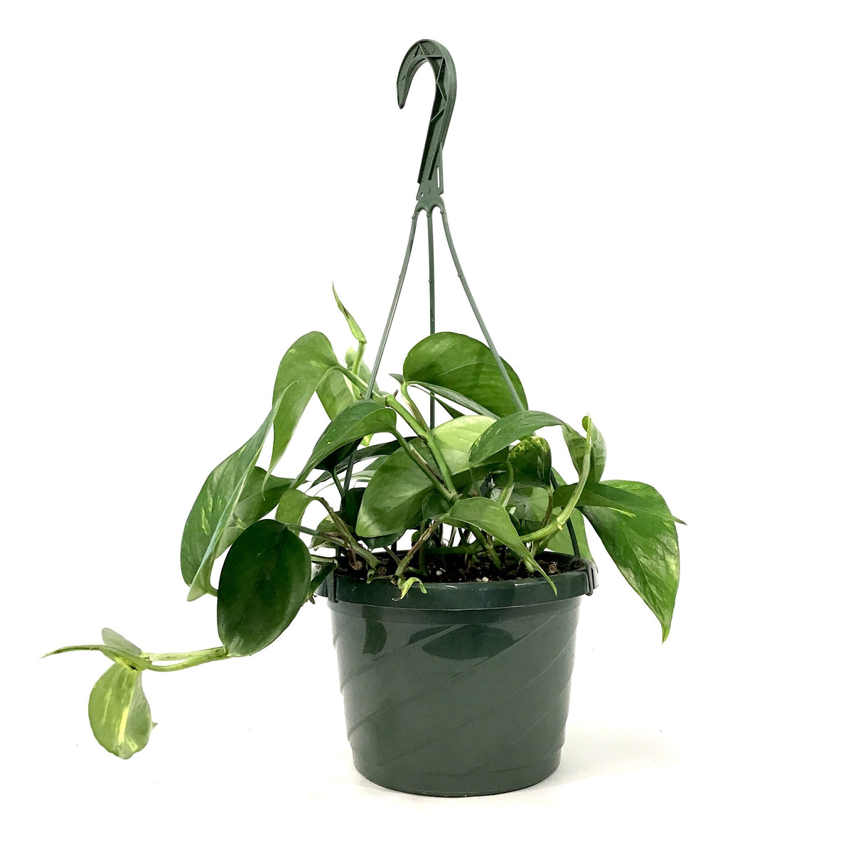 Pothos, 7.5in, Golden - Floral Acres Greenhouse & Garden Centre