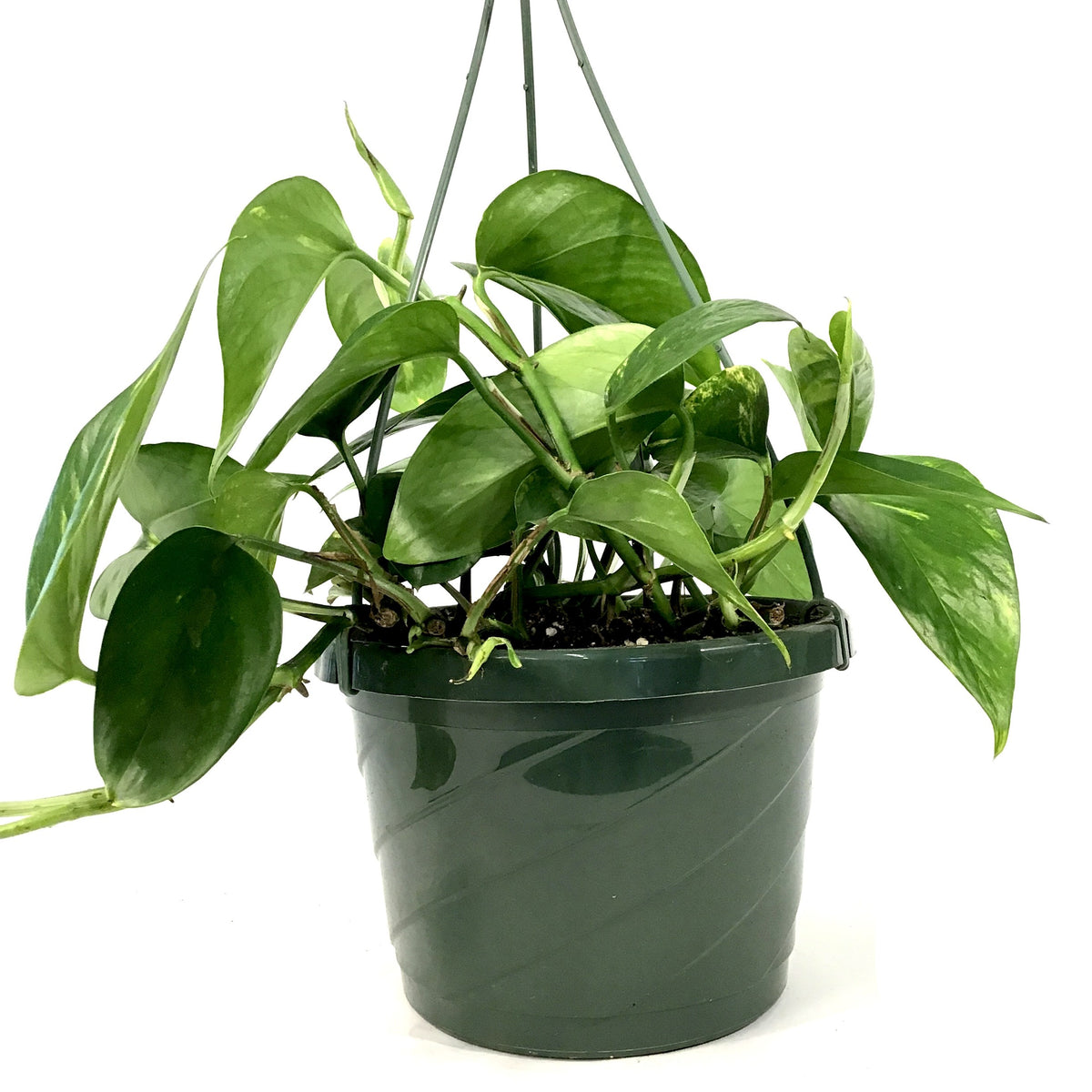 Pothos, 7.5in, Golden - Floral Acres Greenhouse & Garden Centre