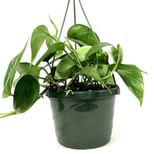 Load image into Gallery viewer, Pothos, 7.5in, Golden - Floral Acres Greenhouse &amp; Garden Centre
