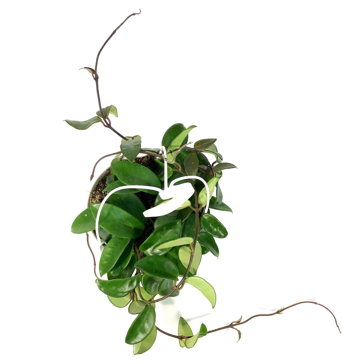 Hoya, 7in HB, Carnosa