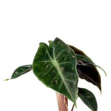 Load image into Gallery viewer, Alocasia, 4in, Pink Dragon
