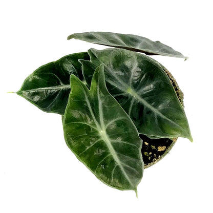 Alocasia, 4in, Pink Dragon
