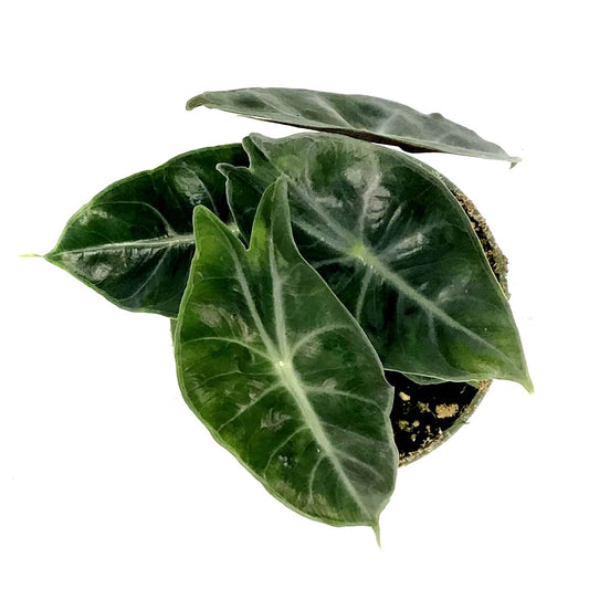 Alocasia, 4in, Pink Dragon