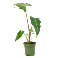 Alocasia, 4in, Sarian - Floral Acres Greenhouse & Garden Centre