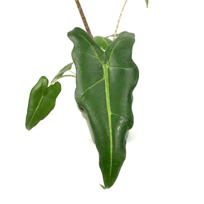 Alocasia, 4in, Sarian - Floral Acres Greenhouse & Garden Centre