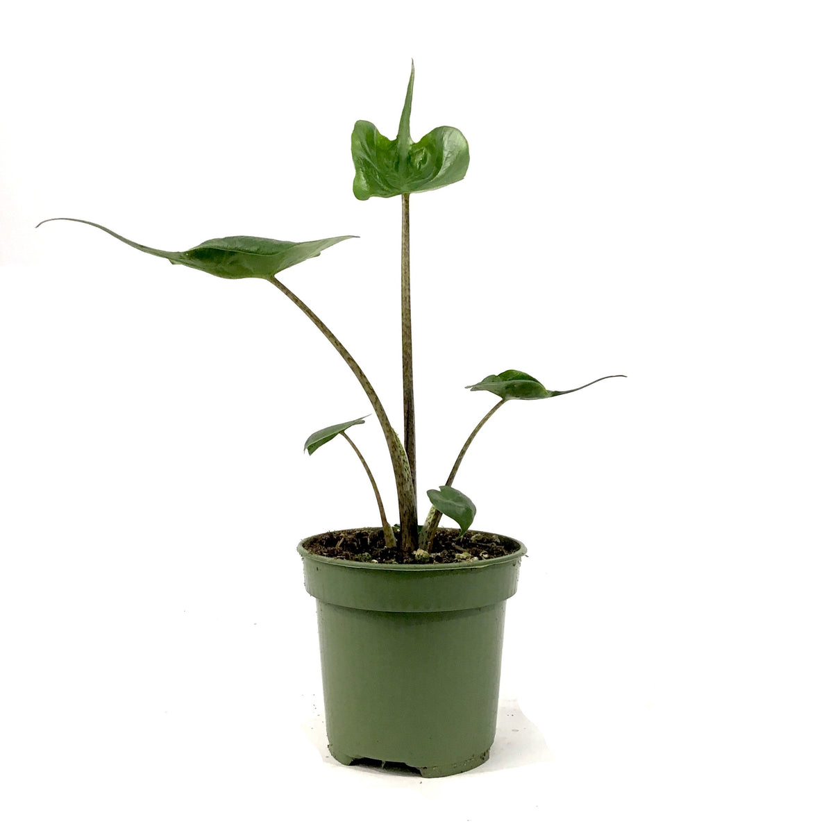 Alocasia, 4in, Stingray - Floral Acres Greenhouse & Garden Centre