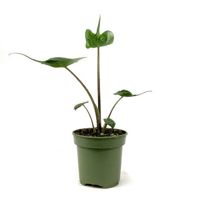 Alocasia, 4in, Stingray - Floral Acres Greenhouse & Garden Centre