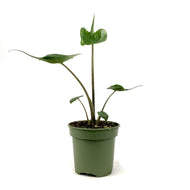 Alocasia, 4in, Stingray - Floral Acres Greenhouse & Garden Centre