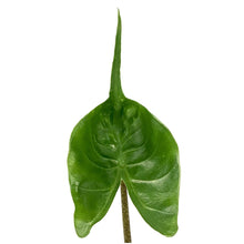 Load image into Gallery viewer, Alocasia, 4in, Stingray - Floral Acres Greenhouse &amp; Garden Centre
