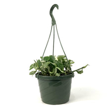 Load image into Gallery viewer, Pothos, 7.5in, Pearls &amp; Jade - Floral Acres Greenhouse &amp; Garden Centre
