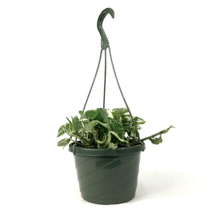 Pothos, 7.5in, Pearls & Jade - Floral Acres Greenhouse & Garden Centre