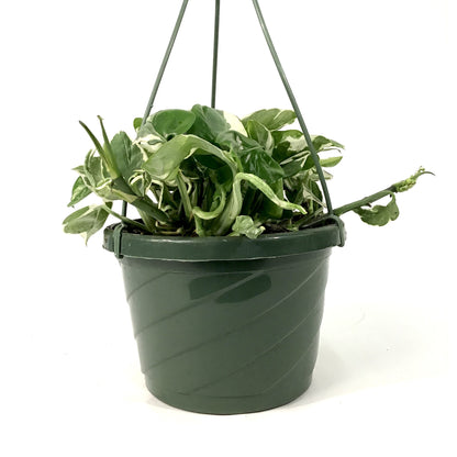 Pothos, 7.5in, Pearls & Jade - Floral Acres Greenhouse & Garden Centre