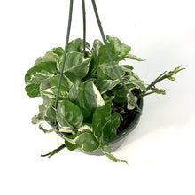 Load image into Gallery viewer, Pothos, 7.5in, Pearls &amp; Jade - Floral Acres Greenhouse &amp; Garden Centre
