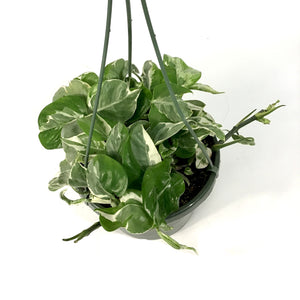 Pothos, 7.5in, Pearls & Jade - Floral Acres Greenhouse & Garden Centre