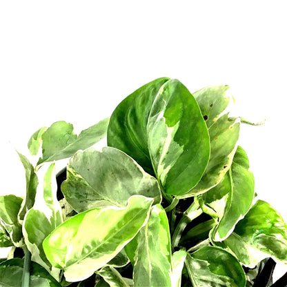 Pothos, 7.5in, Pearls & Jade - Floral Acres Greenhouse & Garden Centre